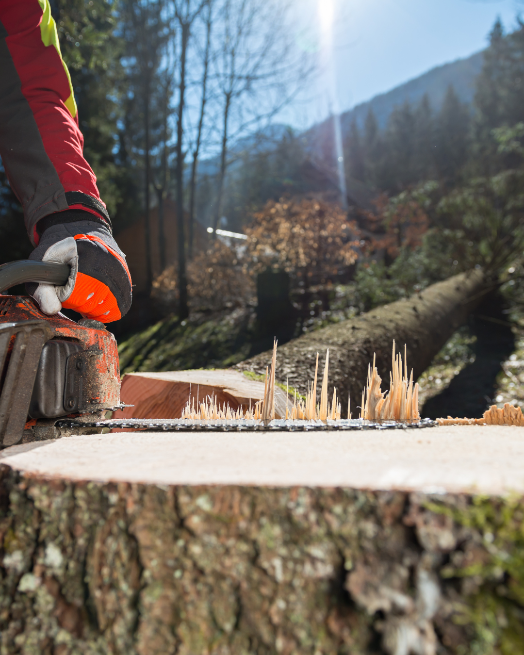 Tree Felling Cape Town