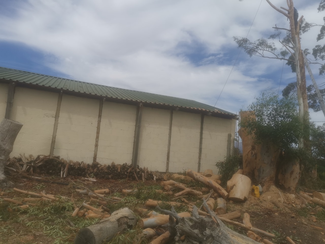 Western Cape Tree Felling