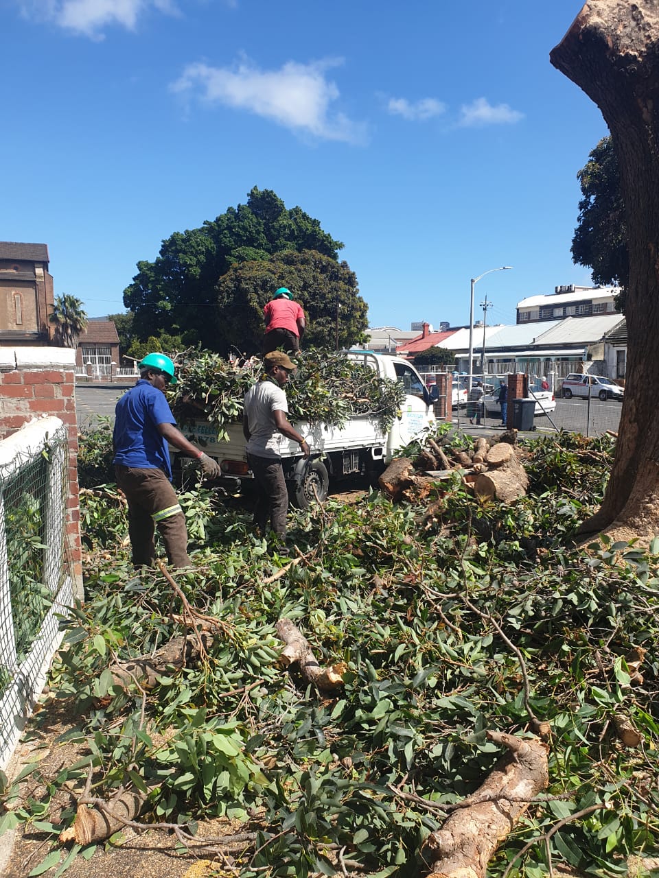 Bush Clearing