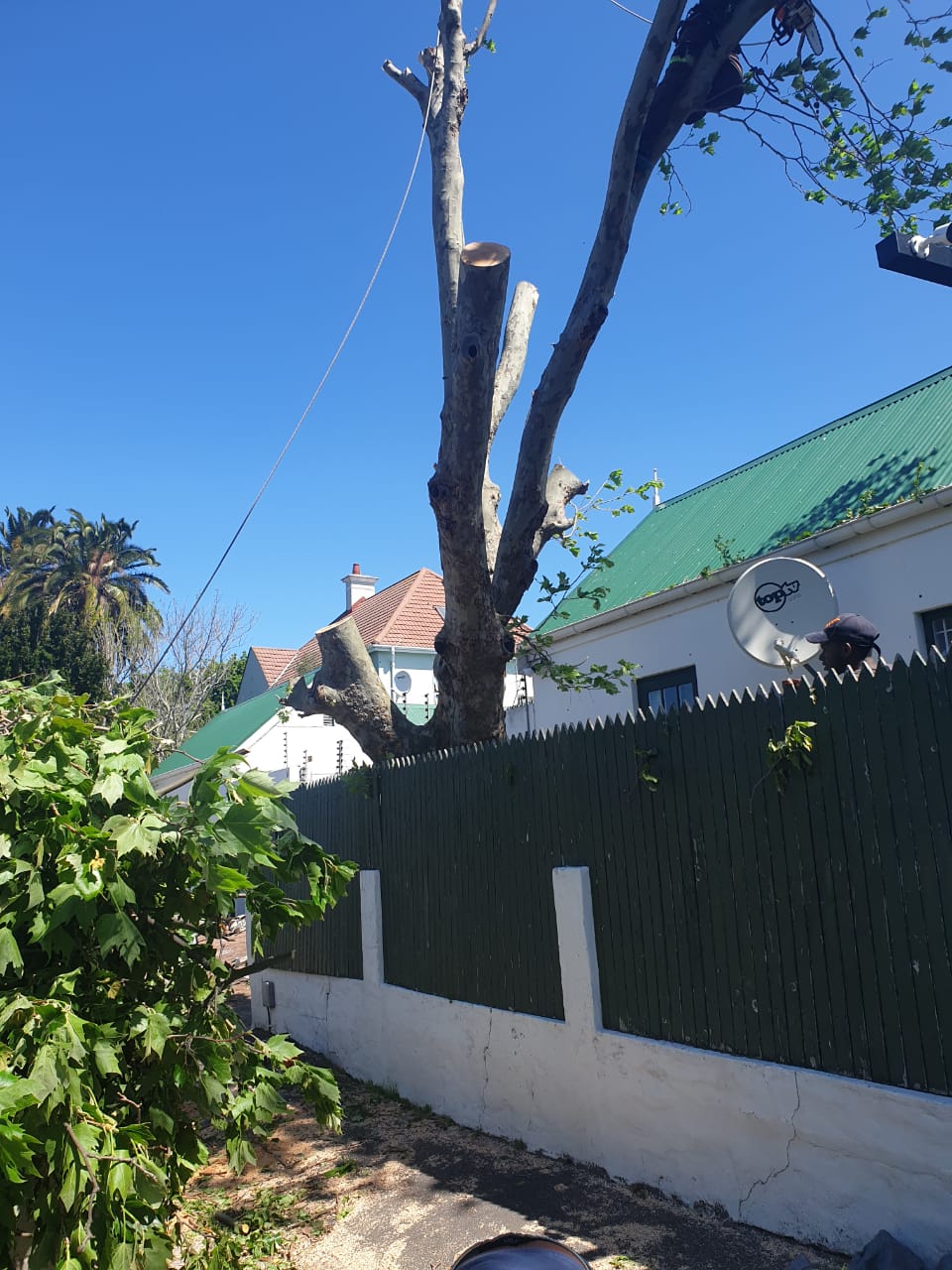 Oak Tree Removal