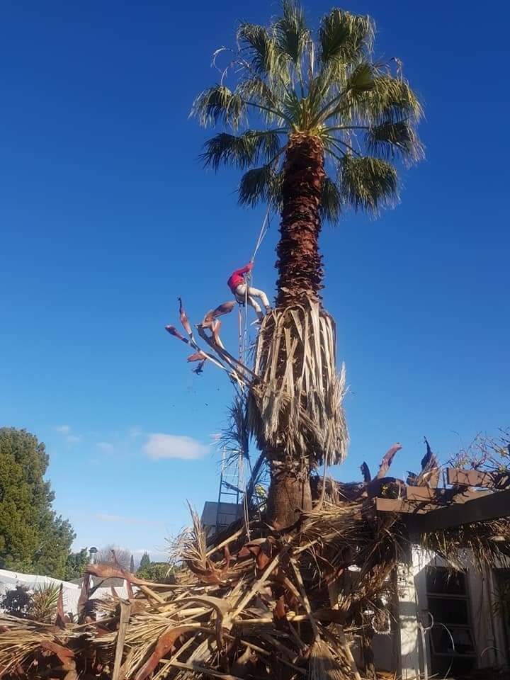 Palm Tree Pruning In western Cape