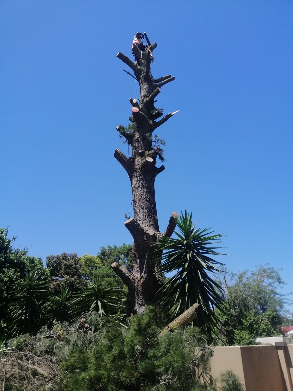 Western Cape Tree Felling
