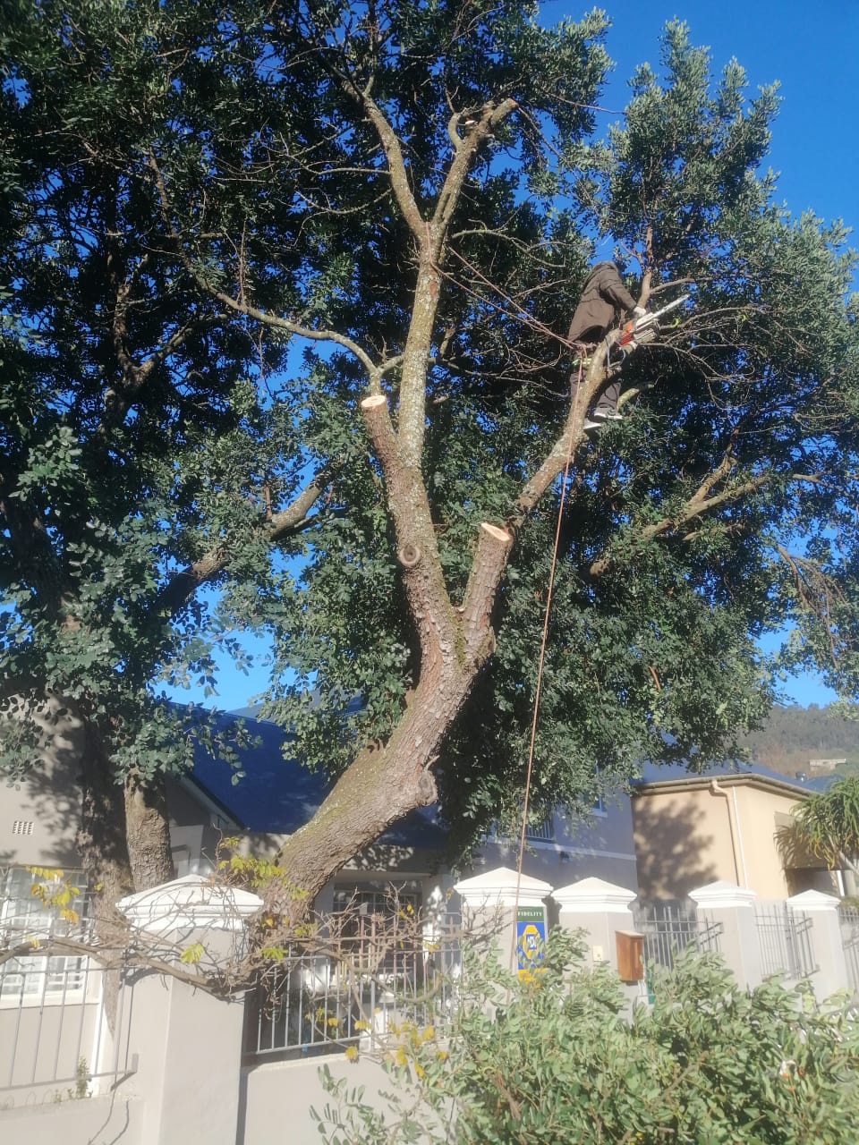 Emergency Tree Felling in Western Cape