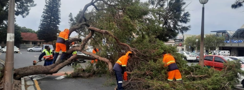 Rainy Season Tree & Lawn Care: Top Tips to Keep Your Garden in Check